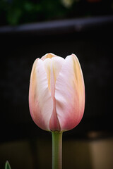 Naklejka premium Wiosenne tulipany