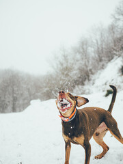 dog in snow