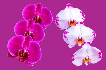 white and pink dendrobium orchid flowers, with pink background