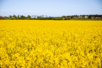 Fototapeta premium Panorama picture of a yellow rapeseed field with blue sky