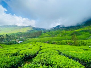 Tea garden 