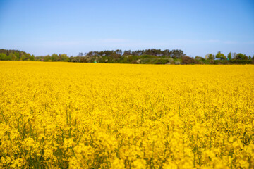 Fototapeta premium Panorama picture of a yellow rapeseed field with blue sky