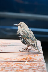 Cute young starling bird in Reykjavik