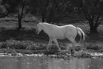 Young white horse walking through water in Texas ranch field