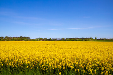 Obraz premium Panorama picture of a yellow rapeseed field with blue sky