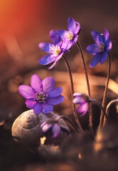 Wiosenne kwiaty - Przylaszczki - obrazy, fototapety, plakaty
