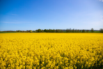Obraz premium Panorama picture of a yellow rapeseed field with blue sky
