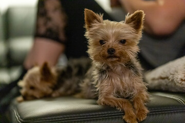 two small dogs on a black leather couch whit there owner in background, 2 Yorkshire Terriers