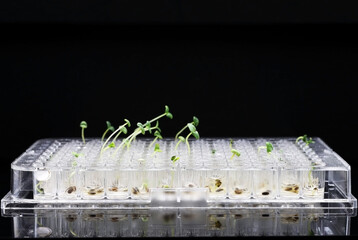 A plate of 96 wells with germinated GMO seeds, grown in the laboratory.