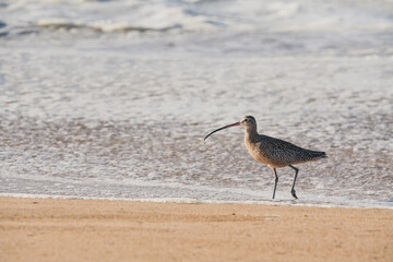 Sandpiper, Long-Billed Curlew, On The Beach