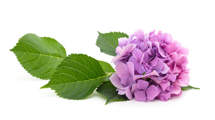 Purple hydrangea with leaves. © ANASTASIIA