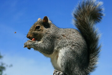 Squirrel on a fence