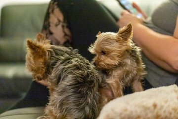 two small dogs on a black leather couch whit there owner in background, 2 Yorkshire Terriers