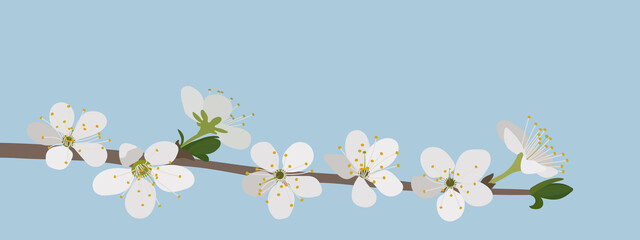 Spring floral background. Branch with white flowers.
