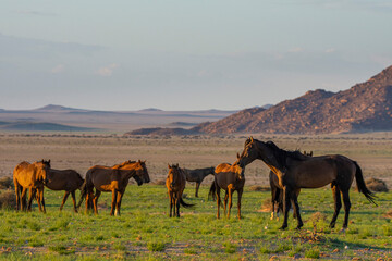 Fototapeta na wymiar Wild Horses close to Aus in Namib desert, Namibia.