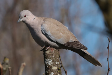 Tourterelle turque (Streptopelia decaocto)