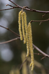 European hazel  (Corylus avellana) flower.