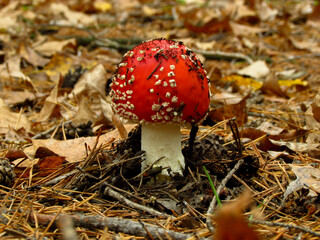 Fly agaric in the autumn forest