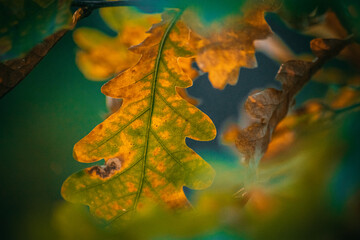 Fototapeta na wymiar Jesienne kolorowe liście 