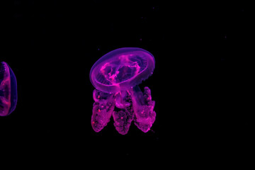 Shooting macro Medusa Mastigias papua underwater