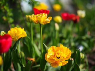 Yellow tulips in the spring garden