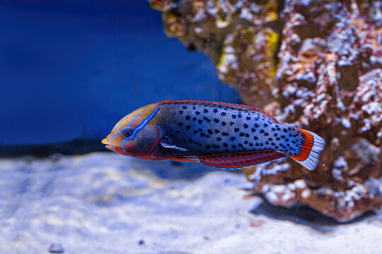 Underwater shot of fish Coris aygula