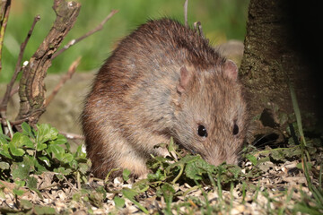 Naklejka na ściany i meble Rat brun --- Rat surmulot (Rattus norvegicus)
