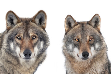 portrait wolf and she wolf isolated on white background