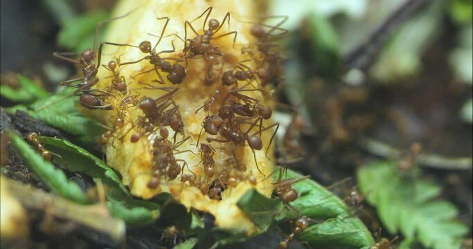Leaf cutter ants crawling around