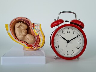 Fetal gynecologist baby watch alarm clock in female age and fertility clinic