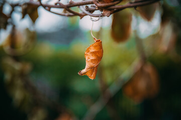 Jesienny liść kiwi 