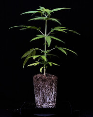 planta de marihuana con fondo negro , sin maceta con su pan de raiz al aire , sobre placas negras