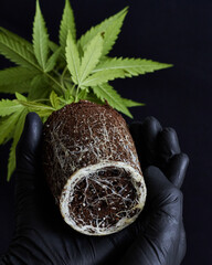 Planta de marihuana con raices, manos negras, fondo negro , planta sacada de maceta, cannabis
