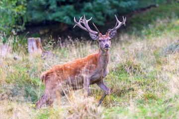 Hirsch - Rothirsch - Allgäu - Brunft - Jagd - Wald