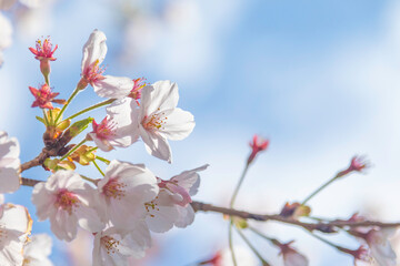 桜
