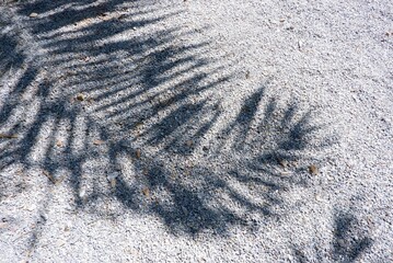 Fototapeta na wymiar Blurred a group of coconut leaves shadow on a rock pathway with sunlight 