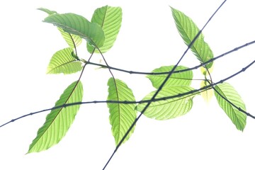 A twig of Kratom leaves on white isolated background for green foliage backdrop 
