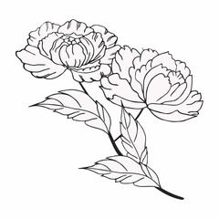 Obraz premium Luxurious peony flower, decorated composition. Hand drawing. For cards, flyers, backgrounds, prints, invitations and your design