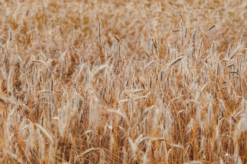 Latvian nature views and landscapes, rye field