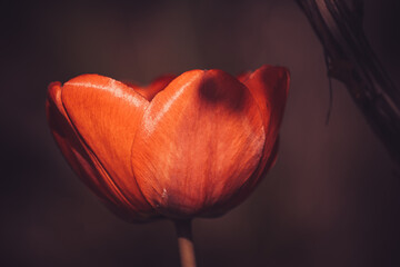 Czerwony majowy tulipan