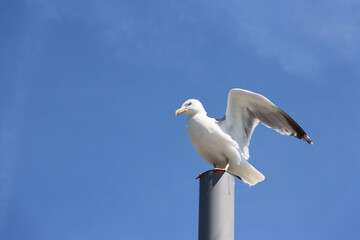 Möwe