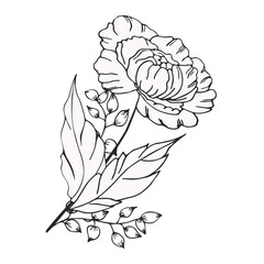 Luxurious peony flower, decorated composition. Hand drawing. For cards, flyers, backgrounds, prints, invitations and your design