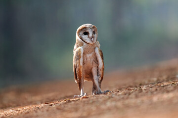 Barn Owl, Tyto alba, single bird on ground, South Africa