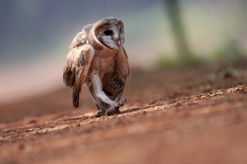 Barn Owl (Tyto alba) on the road in the forest