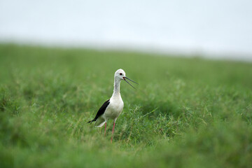 Black-winged stilt, Himantopus himantopus, single bird on grass, Brazil