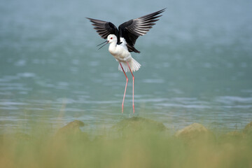 Black-winged Stilt (Himantopus himantopus)