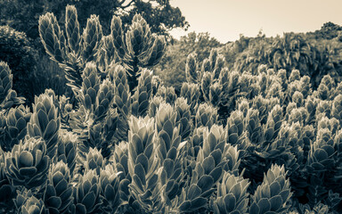 Fototapeta na wymiar beautiful green cactus flowers plants in Kirstenbosch.