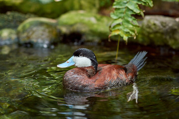 Close up of a duck swimming in a pond with green leaves in the background