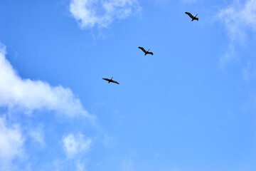 Pelicans flying in a blue sky with white clouds in the background