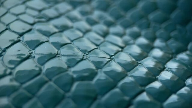 Green Crocodile Skin Slider Shot
